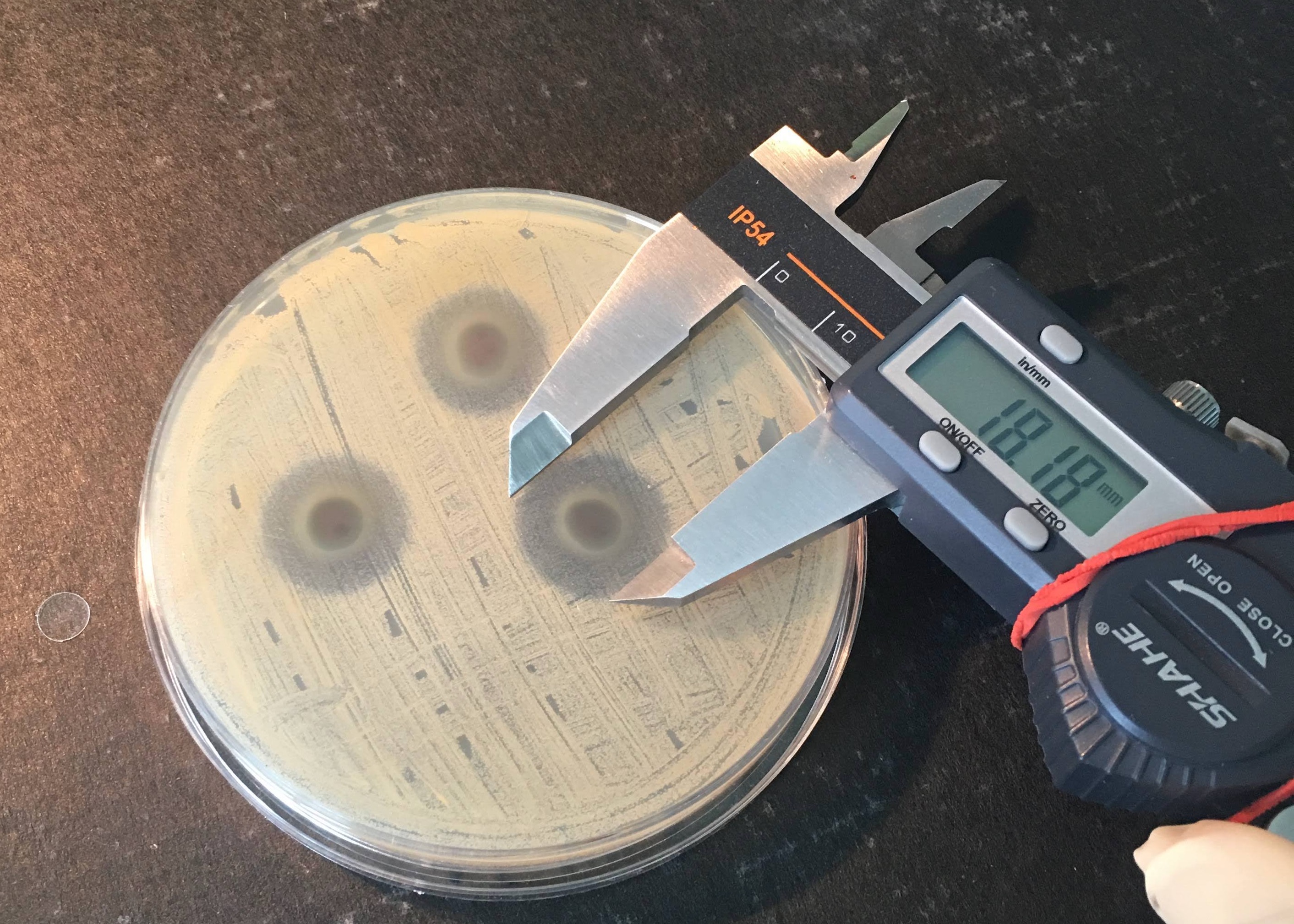 Measuring a circle of bacterial growth in a petri dish.